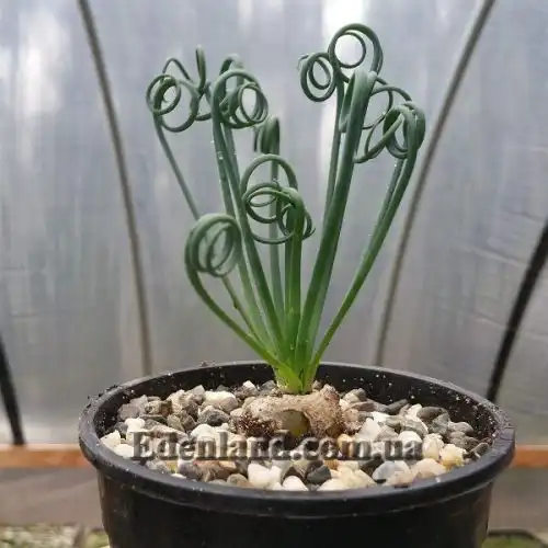 Изображение Альбука спиральная - Albuca spiralis