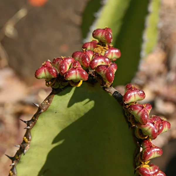Молочай Купера - Euphorbia cooperi — дозріває насіння
