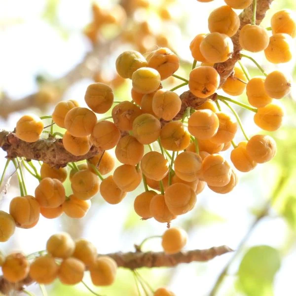 Изображение Дилления пятипестичная  - Dillenia pentagyna 