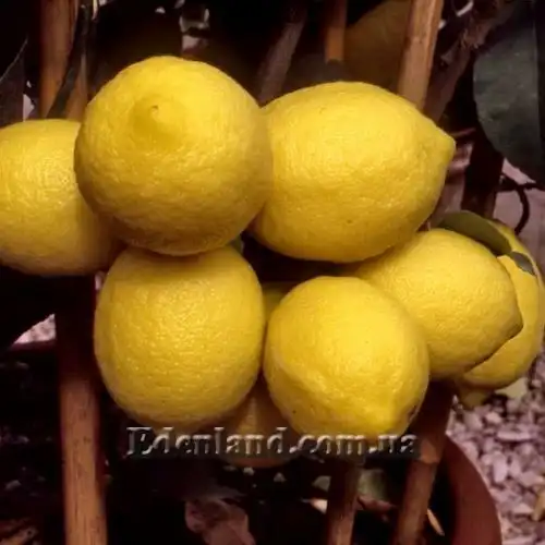Лимон Загару Б'янка - Citrus Limon Zagara Bianca