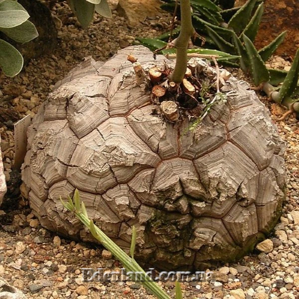 Изображение Каудекс Dioscorea elephantipes