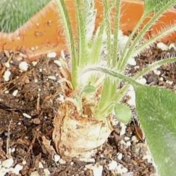 Изображение Пеларгония длиннолистная  - Pelargonium longifolium 