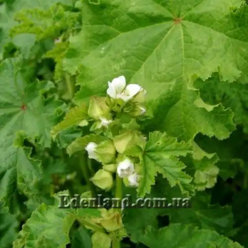 Изображение Мальва кудрявая - Malva crispa 