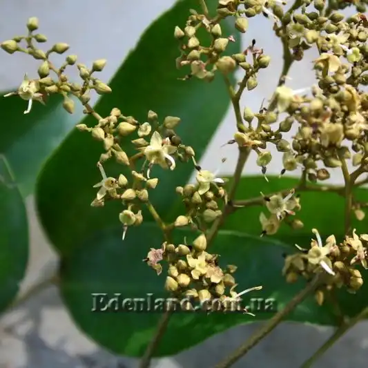 Изображение цветы