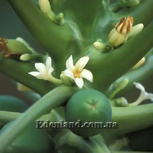 Изображение цветы и завязь