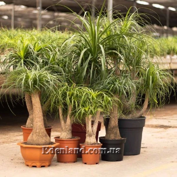 Изображение Бокарнея гватемальская - Beaucarnea guatemalensis