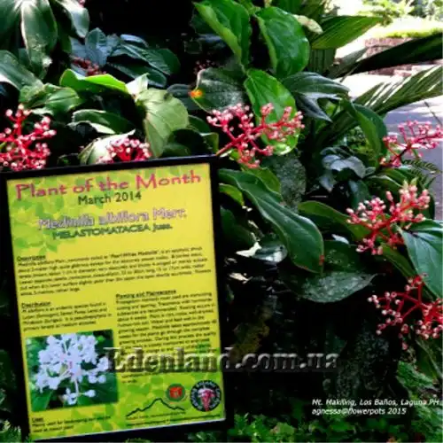 Зображення Медініла білоквіткова - Medinilla albiflora