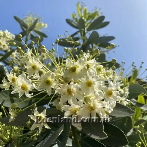 Изображение Дримис Винтера - Drimys winteri