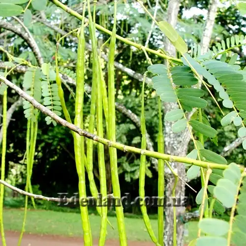 Изображение зеленые стручки 