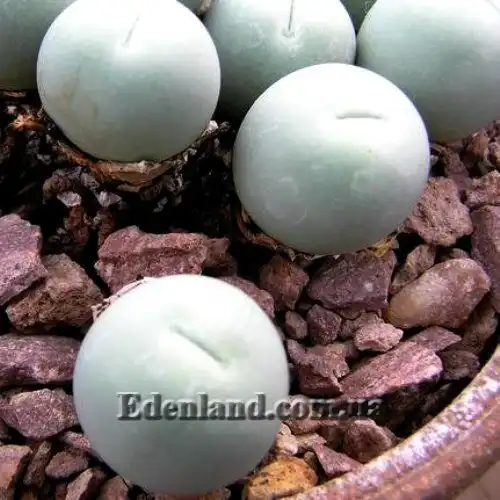 Изображение Конофитум галечный - Conophytum calculus