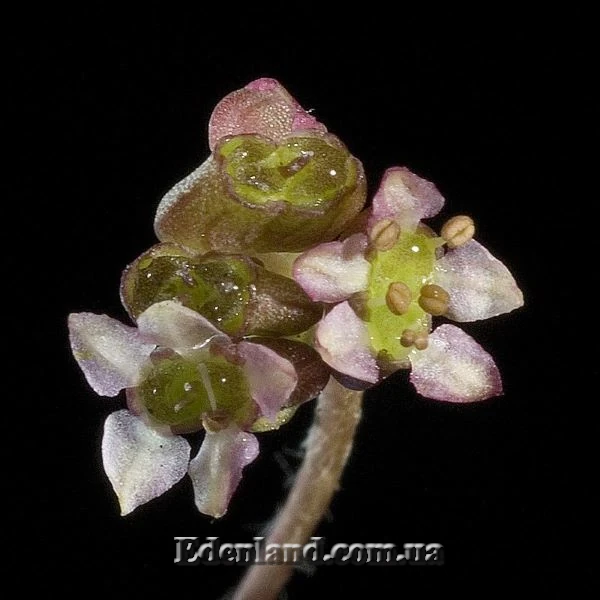 Зображення квіти