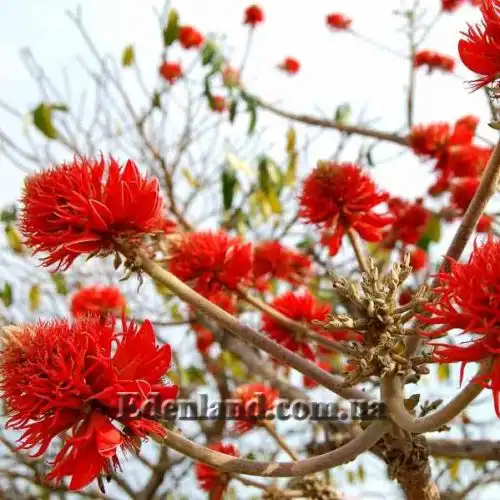 Зображення Еритріна абіссінська - Erythrina abyssinica