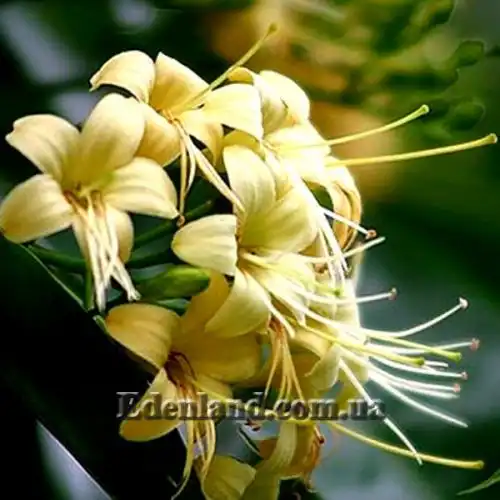 Изображение Фагрея душистая - Fagraea fragrans