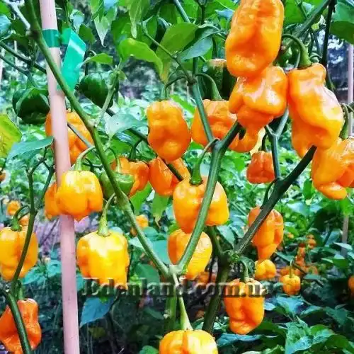 Перец Тринидад Моруга Скорпион Желтый - Capsicum Trinidad Moruga Scorpion Yellow