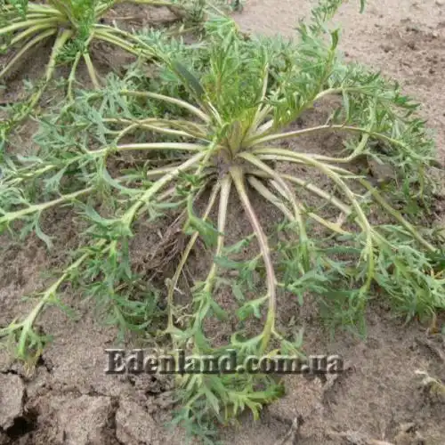 Изображение Мака перуанская (Лепидиум Мейена) - Lepidium Meyenii