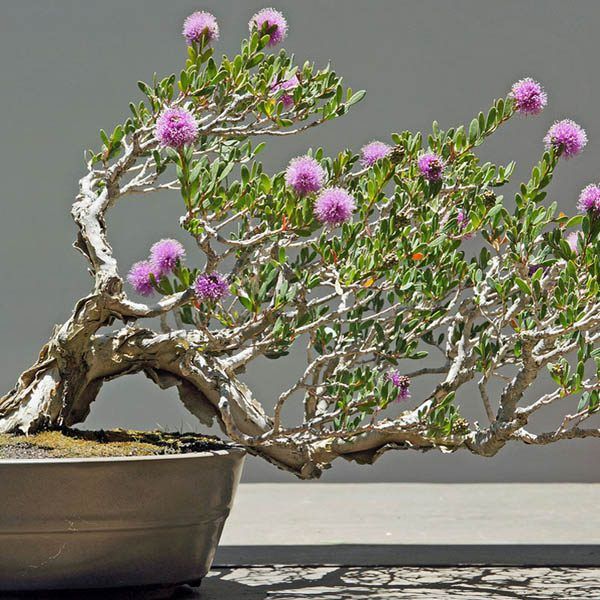 Зображення Мелалеука острівна - Melaleuca nesophila