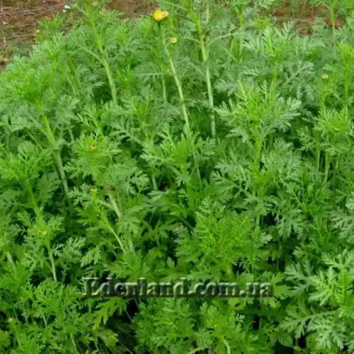 Зображення Хризантема увінчана або овочева - Chrysanthemum coronarium