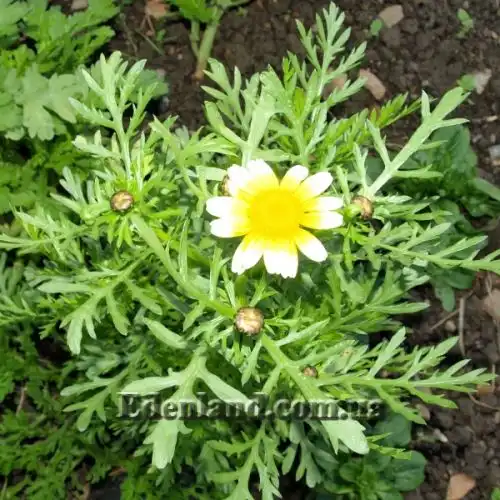 Зображення Хризантема увінчана або овочева - Chrysanthemum coronarium