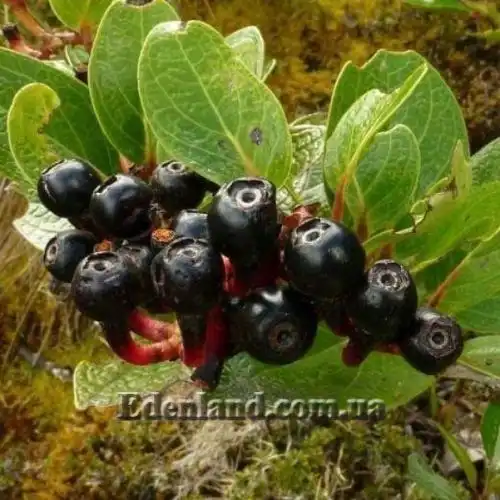 Изображение спелые ягоды