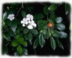 Муррайя Метельчата