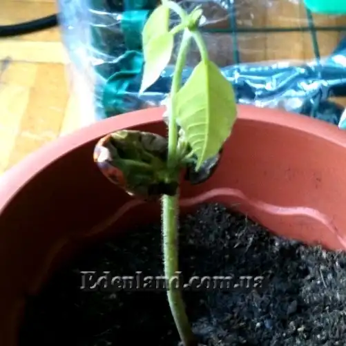 Зображення сеянец