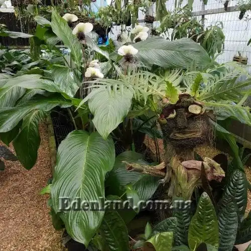 Изображение Такка цельнолистная - Tacca integrifolia 