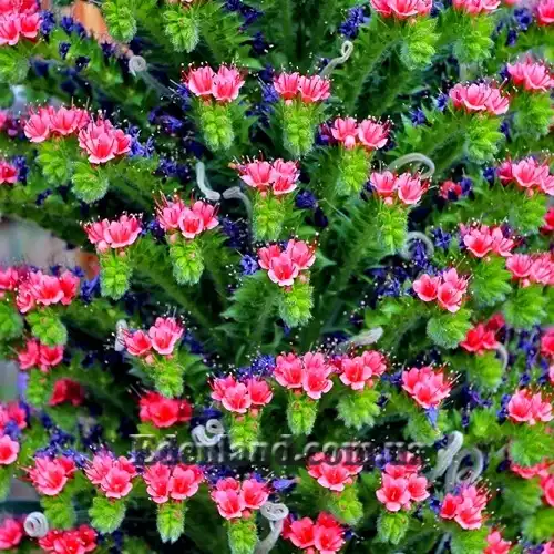 Изображение распускающиеся и засыхающие цветы