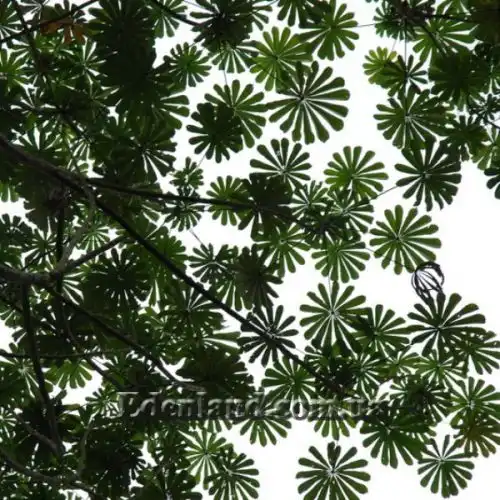 Зображення Мусанга цекропієвидна - Musanga cecropioides