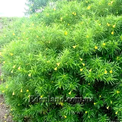 Изображение цветущий куст