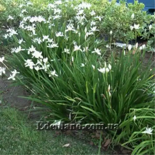 Зображення квітучі кущі