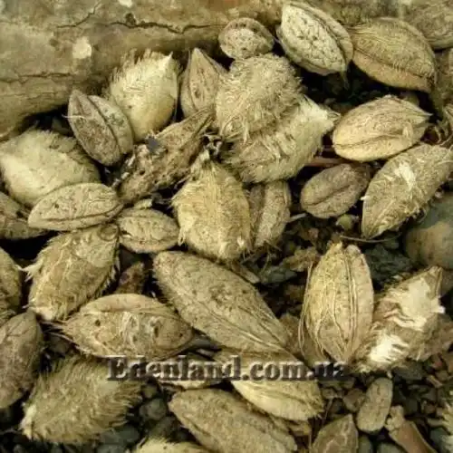 Изображение Терминалия катаппа - Terminalia catappa