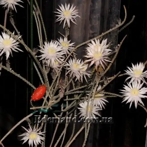 Пениоцереус полосатый - Peniocereus striatus