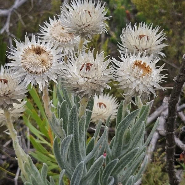 Изображение Синкарфа одетая  - Syncarpha vestita 