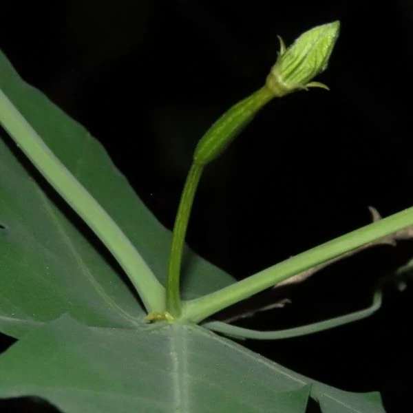 Зображення жіноча квітка