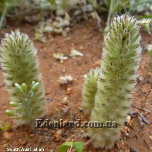 Изображение Птилотус лапатчатый - Ptilotus spathulata