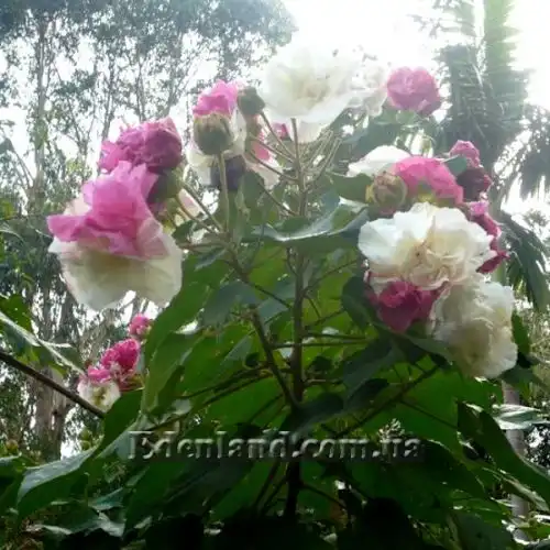 Зображення Гібіскус мінливий - Hibiscus mutabilis