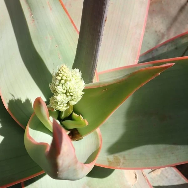 Зображення поява квітконоса