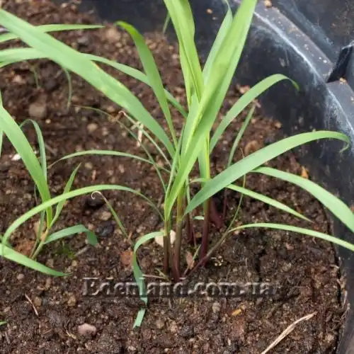 Изображение Цимбопогон извилистый - Cymbopogon flexuosus