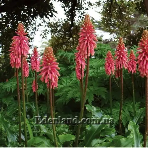 Изображение Вельтгеймия прицветниковая - Veltheimia bracteata 