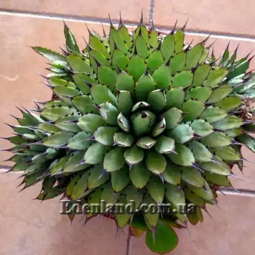 Изображение Агава крупноколючковая - Agave macroacantha