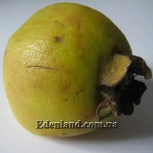 Изображение Псидиум Кэттли блестящий  - Psidium cattleianum lucidum 