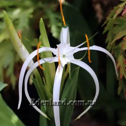 Изображение цветок