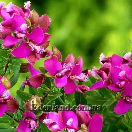 Зображення Істод миртолистий - Polygala myrtifolia