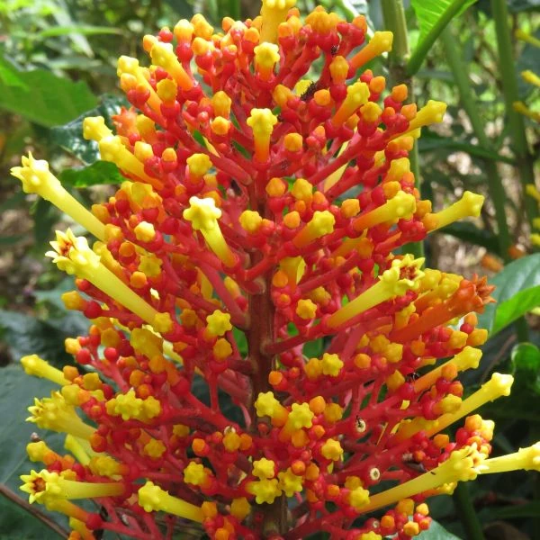 Зображення Ісертія Хенке - Isertia haenkeana 