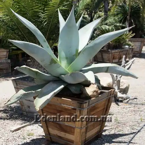 Изображение Агава Гуиенгола - Agave guiengola