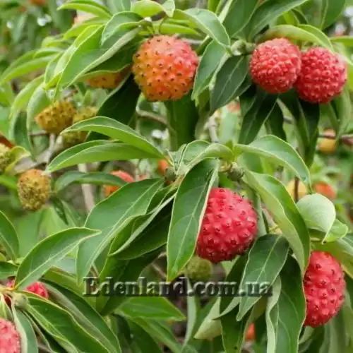 Изображение Кизил головчатый - Cornus capitata 