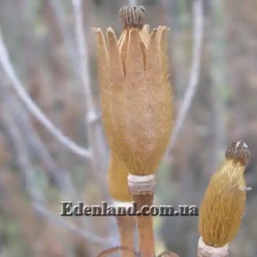 Изображение Ромнея Культера - Romneya coulteri