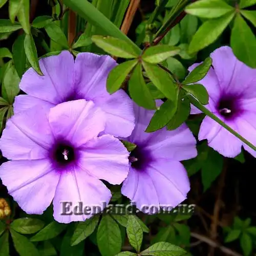 Ипомея каирская - Ipomoea cairica