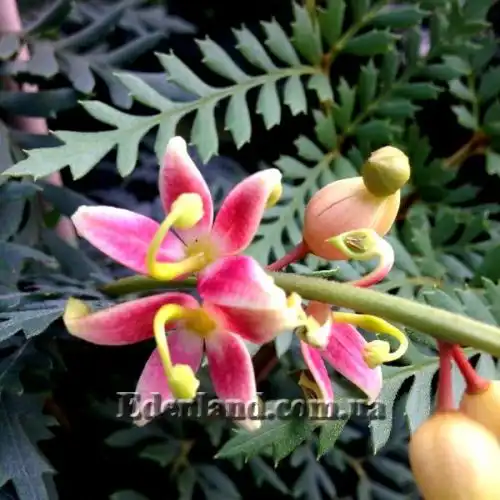 Изображение Ломатия ржавая - Lomatia ferruginea