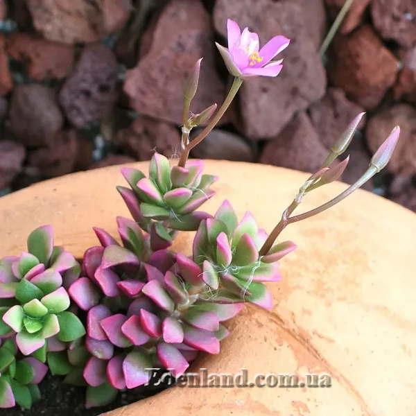 Изображение Анакампсерос краснеющий Санрайз  - Anacampseros rufescens cv 'Sunrise'